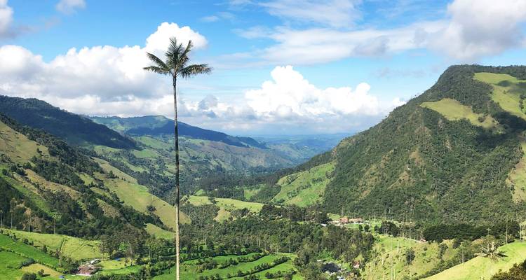 La imponente palma de cera se alza sobre el verdoso Valle de Cocora flanqueada por montañas brumosas