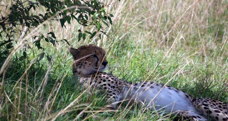 Tanzania - Safari & Beach - Paradise Reise Service 6