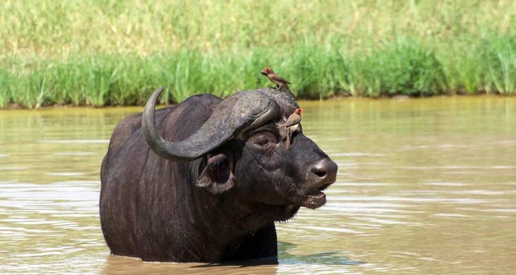 Tanzania - Safari & Beach - Paradise Reise Service 8