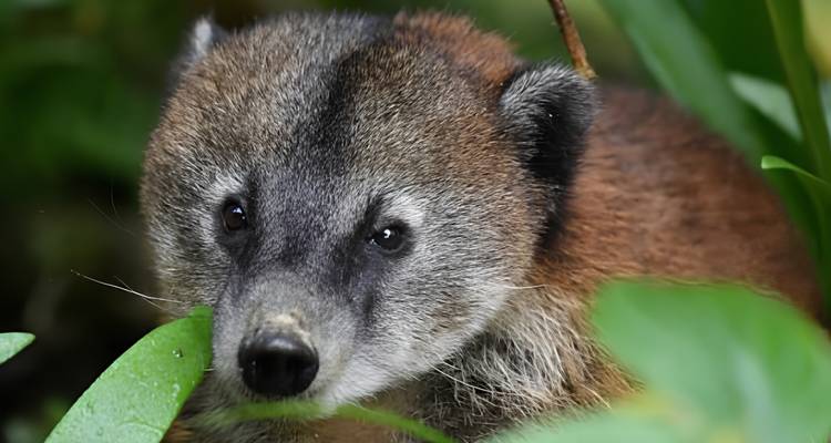 Soft portrait of a curious coati looking through rainforest undergrowth.