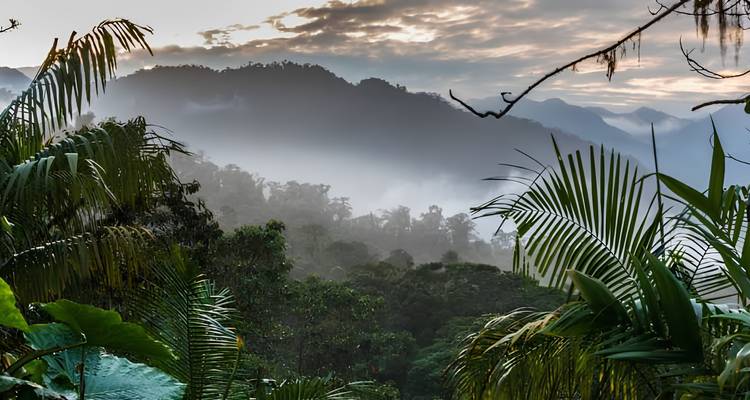 Misty dawn over layered jungle mountains with dramatic low clouds and lush palms in the foreground.