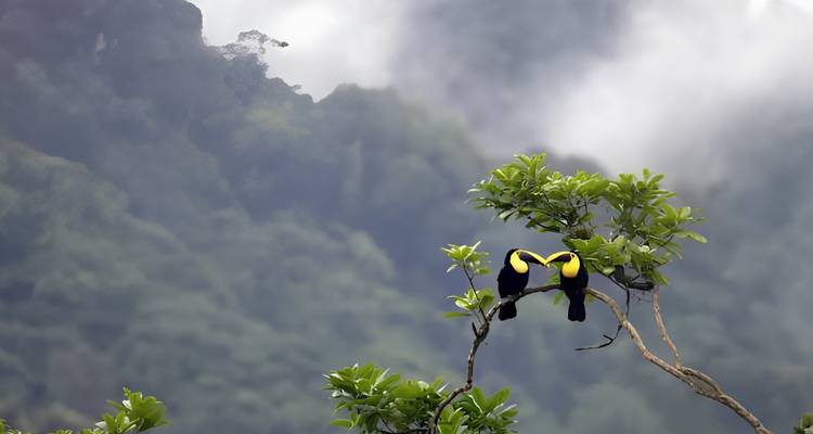 Pair of vibrant yellow-breasted toucans perched on a branch against a misty mountain backdrop.