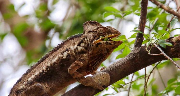Discover Madagascar - Bunnik Tours 6