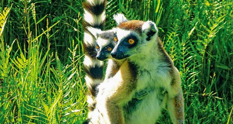 Discover Madagascar - Bunnik Tours 2
