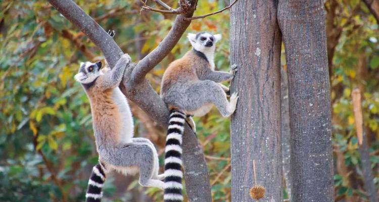 Discover Madagascar - Bunnik Tours 1