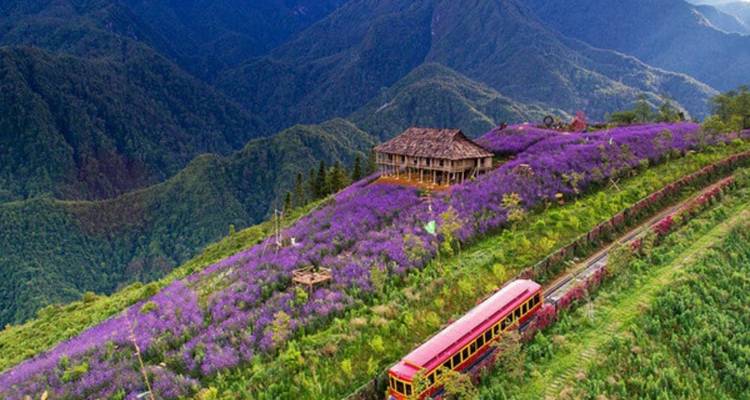 Heuvelachtig gebied bedekt met paarse bloemen met een houten constructie en rode trein.