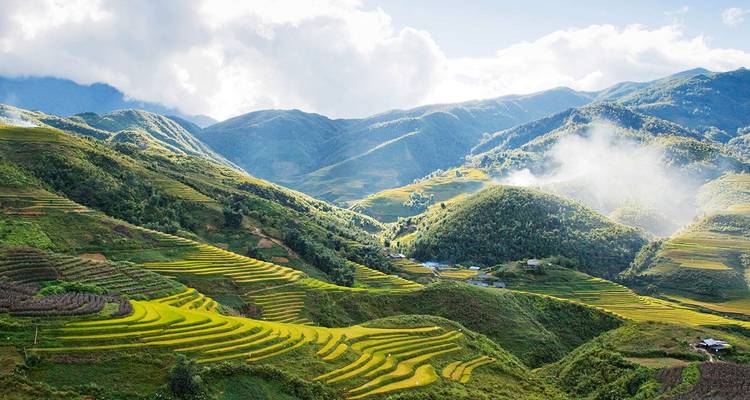 Heldere en levendige terrasvormige rijstvelden tegen een bergachtige achtergrond.