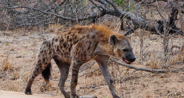 Safari de 3 jours dans le parc national Kruger (Glamping de Big 5) - The Mzansi Experience 4