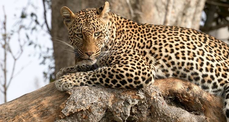Safari de 3 jours dans le parc national Kruger (Glamping de Big 5) - The Mzansi Experience 6