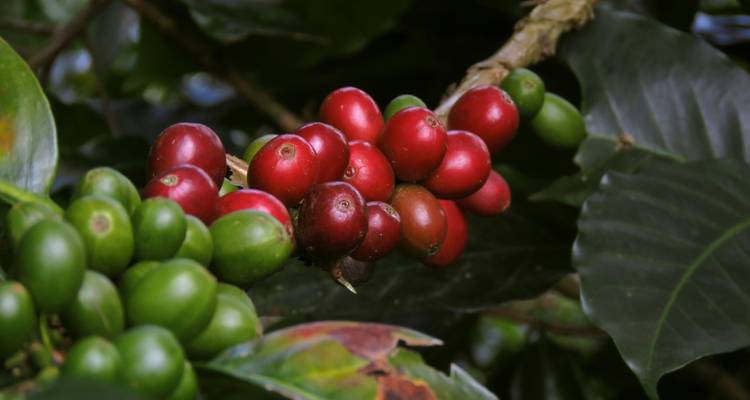 Primer plano de cerezas de café maduras rojas y verdes en una rama entre hojas brillantes