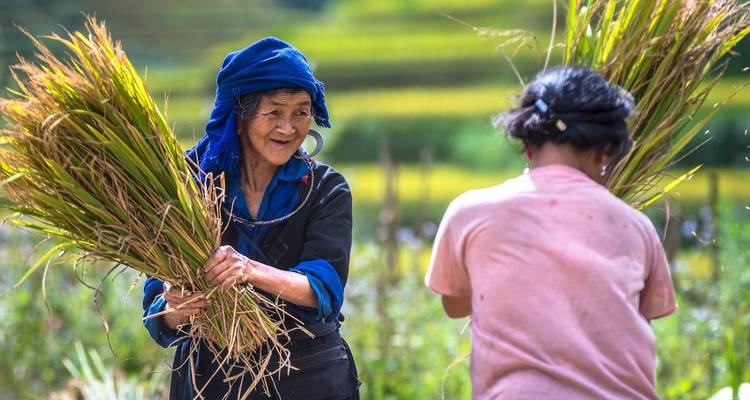 Mujeres ancianas con vestimenta tradicional trabajando en campos de arroz.