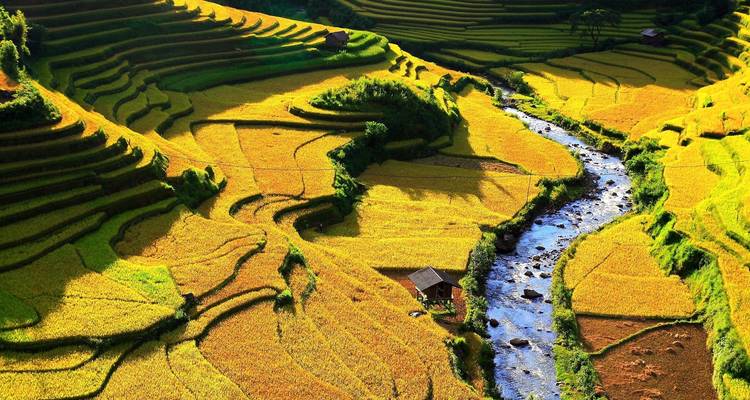 Terrazas de arroz doradas con un arroyo que fluye bajo la luz del sol.