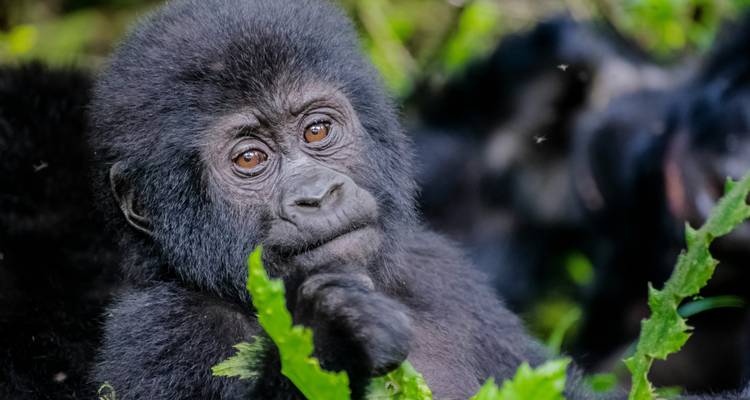 Randonnée au Rwanda et en Ouganda pour observer les gorilles, visite du village des cochons et d'une communauté ou d'une école - Indy Escapes 8
