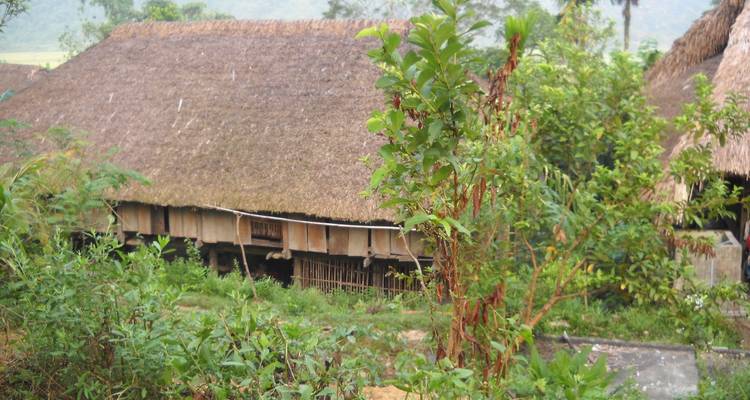 Rietgedekt huis omringd door groen.