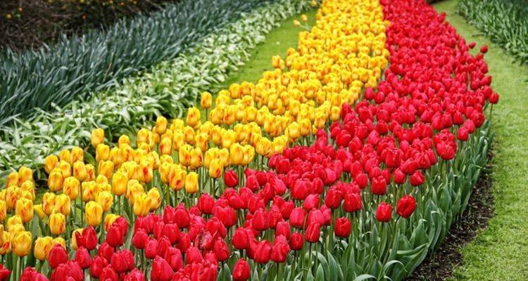 Jardín colorido de tulipanes con hileras de flores rojas y amarillas.