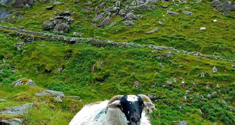 Keltische Naturwunder: Eine Entdeckungsreise durch Irlands wilde Schönheit - Oasis Travel 10