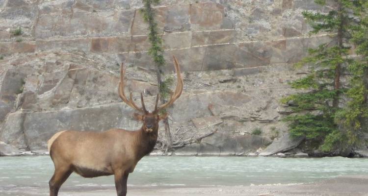 Les Rocheuses canadiennes et le parc national des Glaciers (2025) - Collette 2