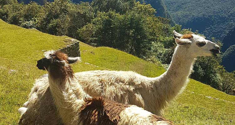 Promenade dans les Incas - Antipode 8