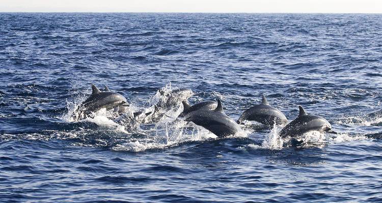 Fantastic Sri Lanka - Look Lanka Tours 8
