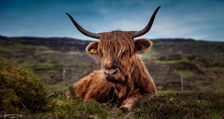 Das Beste von Schottland - Oasis Travel 3