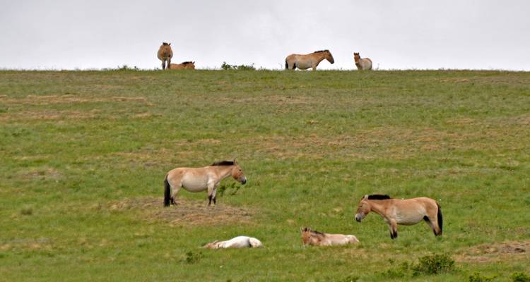 Nomadic Lifestyle - Tour Mongolia 4