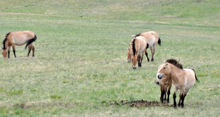 Nomadic Lifestyle - Tour Mongolia 6
