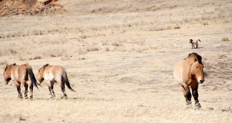 Nomadic Lifestyle - Tour Mongolia 7