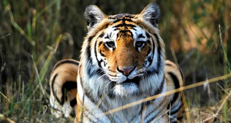 Circuit au Triangle d'Or avec Ranthambore au départ de Delhi - 4 jours - Julie International Tours 3