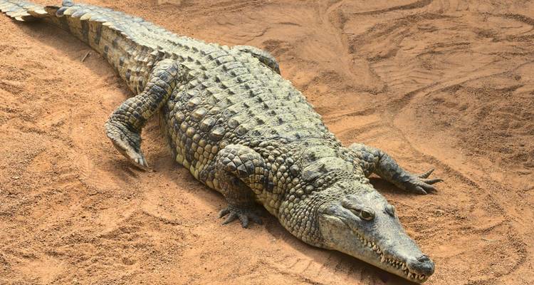 Krokodil liggend op zandige grond.
