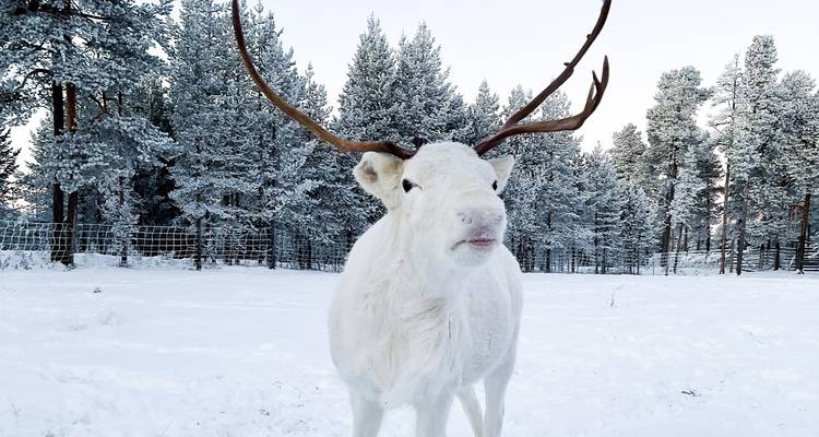 Les aurores boréales de Finlande (2025) - Collette 5