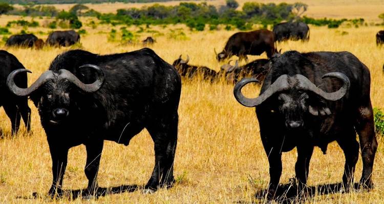 Tanzania and Kenya Safari for Seniors 10Days/9Nights - Across Africa Tours & Travel 4