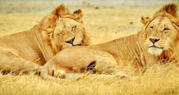Tanzania and Kenya Safari for Seniors 10Days/9Nights - Across Africa Tours & Travel 6