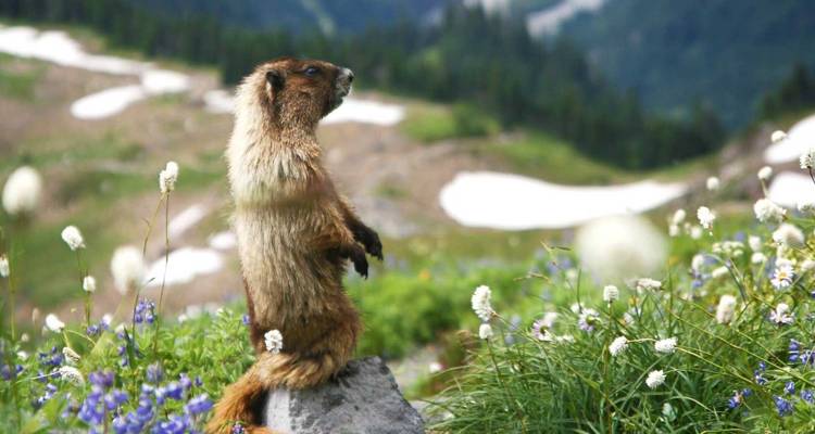 Ultimate Banff and Jasper Hiking Tour with Hotel Stays - Fresh Adventures 3