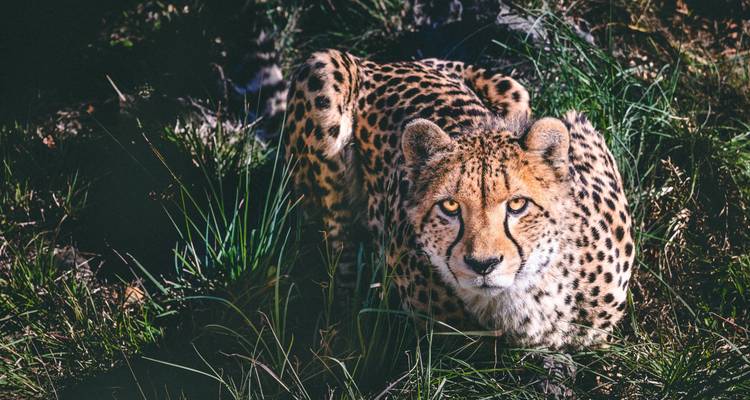 Een jachtluipaard die alert kijkt in een grasachtig gebied.