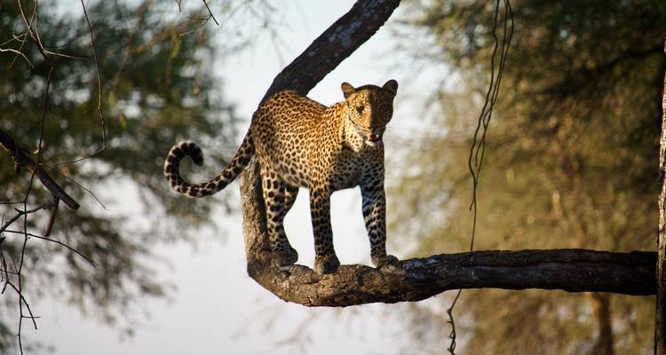 Luipaard die op een boomtak staat.