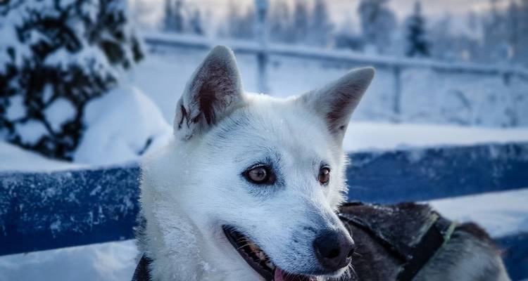 Polar Adventures in Lapland's winter wonderland - DIAMIR Erlebnisreisen 2