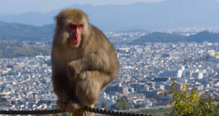 10 Days Exploring Japan's Rich Heritage with Kids (private guide & driver) - UME Travel Co. Ltd 2