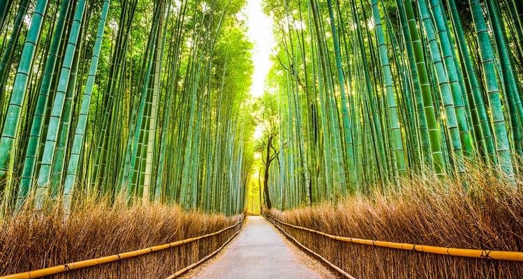 10 Days Exploring Japan's Rich Heritage with Kids (private guide & driver) - UME Travel Co. Ltd 7