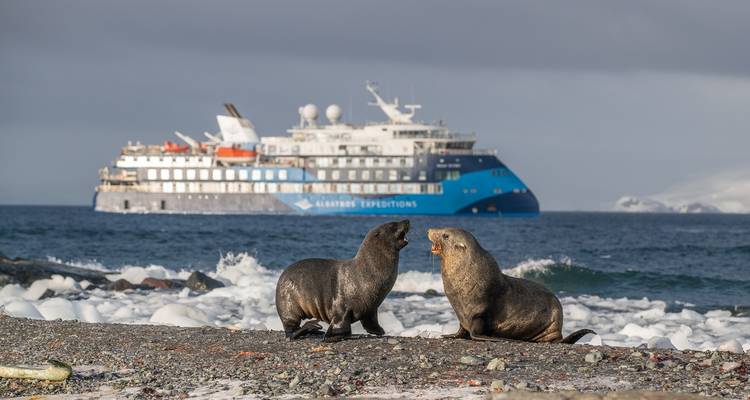 Îles Falkland, Géorgie du Sud et Antarctique : un périple épique - Albatros Expeditions 7