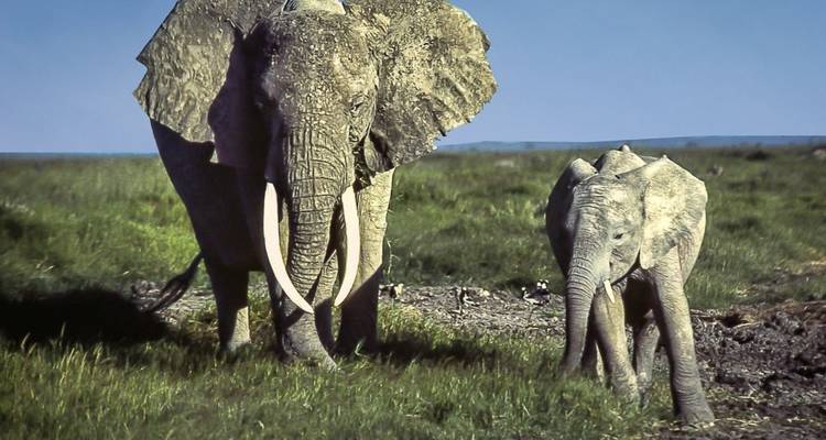 Vol vers le parc national d'Amboseli depuis le port de Mombasa - 2 jours/1 nuit - Across Africa Tours & Travel 1