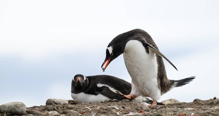 Les îles sauvages de l'Atlantique Sud - Albatros Expeditions 7