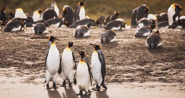 Les îles sauvages de l'Atlantique Sud - Albatros Expeditions 1