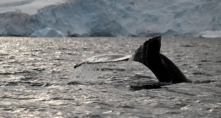 Les îles sauvages de l'Atlantique Sud - Albatros Expeditions 2