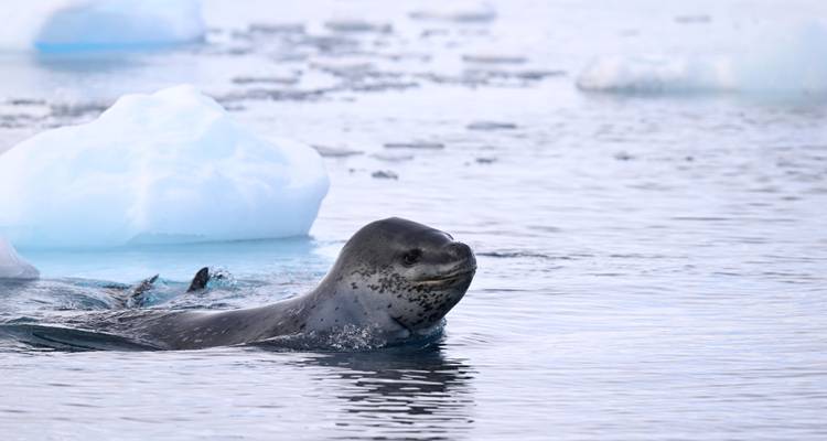 Les îles sauvages de l'Atlantique Sud - Albatros Expeditions 9
