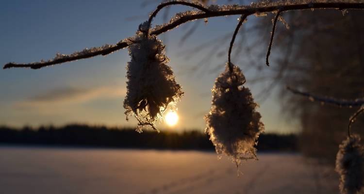 Nahaufnahme einer mit Reif bedeckten Pflanze vor Sonnenuntergang.