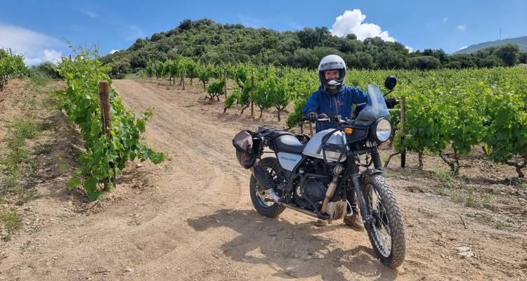 Motorcyclist riding through a vineyard.