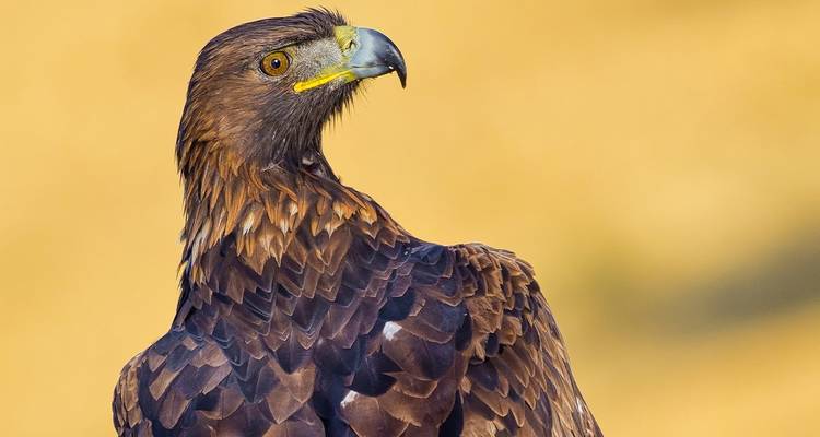 Een close-up van een adelaar die zich op een stok heeft neergezet met een onscherpe achtergrond.
