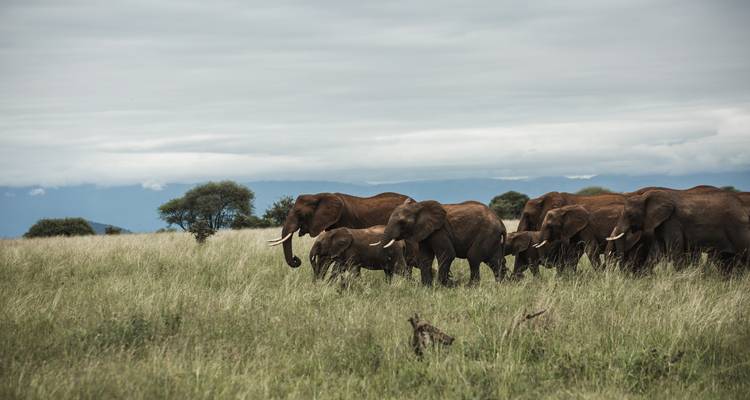 Troupeau d'éléphants marchant dans un champ ouvert.