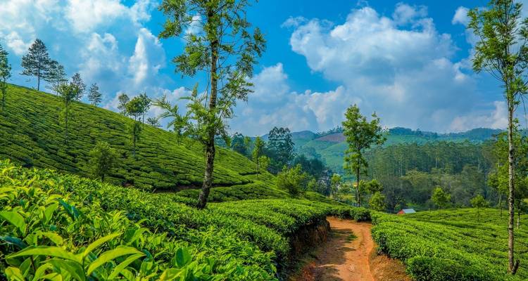 Le Kerala pittoresque - Truly India Tours & Travels 2
