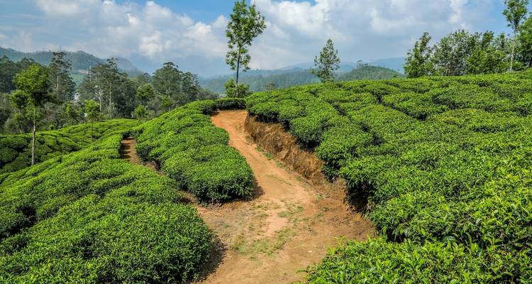 Le Kerala pittoresque - Truly India Tours & Travels 6